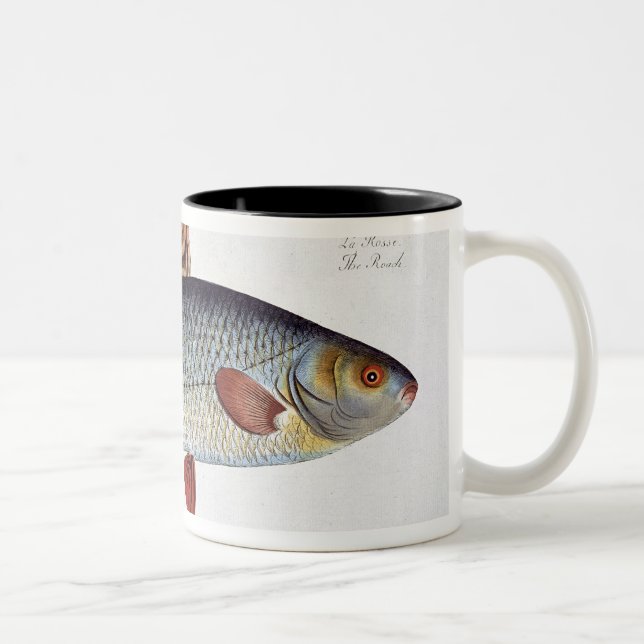 Mörten (Cyprinus Rutilis) pläterar II från Två-Tonad Mugg (Höger)