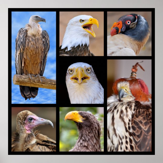 Mosaiska foton av bett fåglar poster (Framsidan)