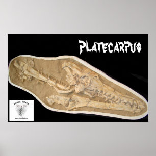 Mosasaur skalle i matris poster