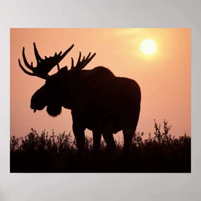 Mose, Alces alces, tjur med stora antlers. Poster (Framsidan)