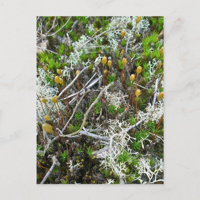 Mose & Fruiting Books vykort (Framsida)