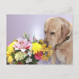 Moses Smells Flowers Vykort