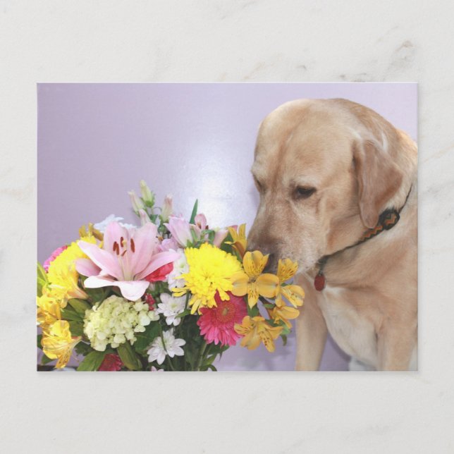 Moses Smells Flowers Vykort (Framsida)