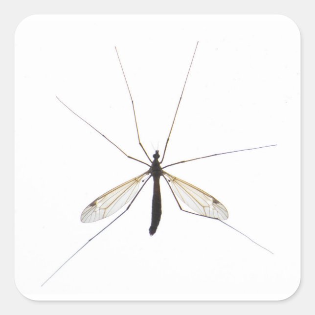 Mosquito Fyrkantigt Klistermärke (Framsida)