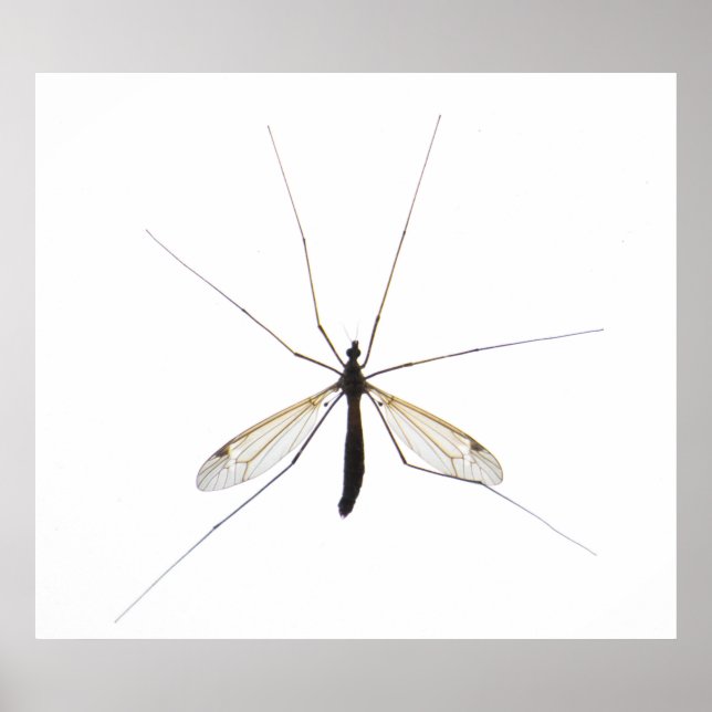 Mosquito Poster (Framsidan)