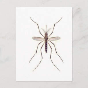 Mosquito POWER Vykort