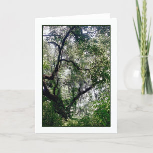 Moss Canopy Greeting Card Kort