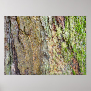 Moss-Covered Träd Bark Poster
