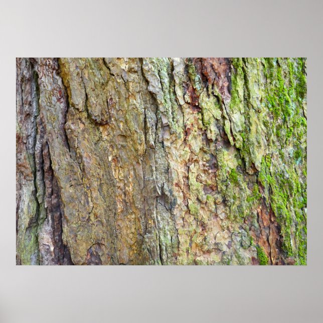 Moss-Covered Träd Bark Poster (Framsidan)