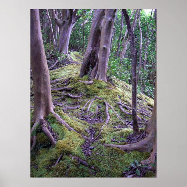 Moss Covered Trail Poster (Framsidan)