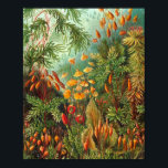 Moss - Ernst Haeckel Poster<br><div class="desc">Moss - Ernst Haeckel</div>