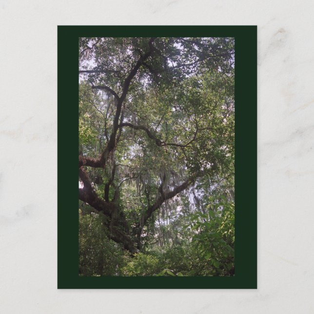 Moss Forest Canopy Anpassningsbar Louisiana Art Po Vykort (Framsida)