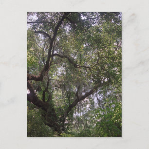 Moss Forest Canopy Anpassningsbar Louisiana Art Po Vykort