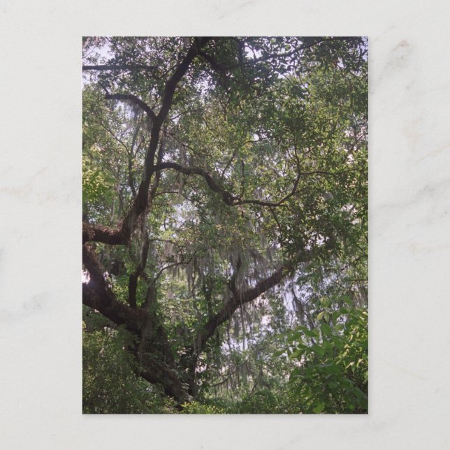 Moss Forest Canopy Anpassningsbar Louisiana Art Po Vykort (Framsida)