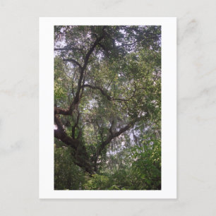 Moss Forest Canopy Anpassningsbar Louisiana Art Po Vykort