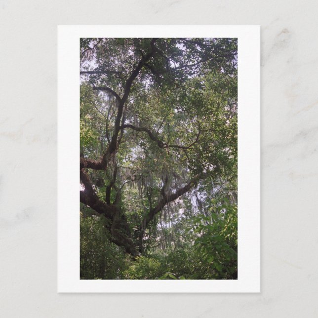 Moss Forest Canopy Anpassningsbar Louisiana Art Po Vykort (Framsida)