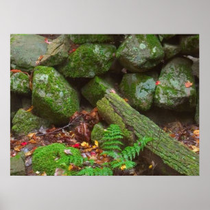Moss i Skogen Poster