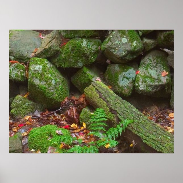 Moss i Skogen Poster (Framsidan)