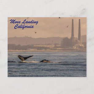 Moss Landing, Kaliforniens vykort