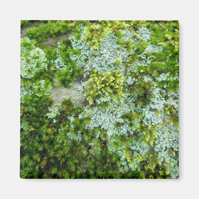 Moss & Lichen på Sten Magnet (Framsidan)