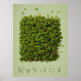 Moss motif poster