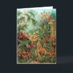 Moss (Muscinae) av Haeckel Kort<br><div class="desc">Kunstformen der Natur (1904),  platta 72: Muscinae. Kunstformen der Natur (på engelska känd som Art Forms in Nature) är en bok av litografiska och halvtonsutskrifter av den tyske biologen Ernst Haeckel.</div>