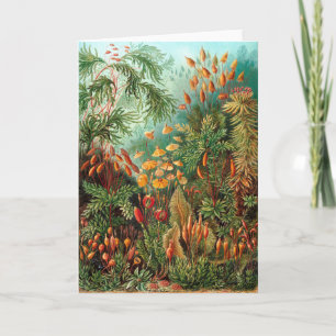 Moss (Muscinae) av Haeckel Kort