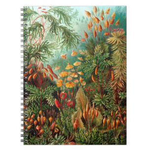 Moss (Muscinae) från Haeckel Anteckningsbok
