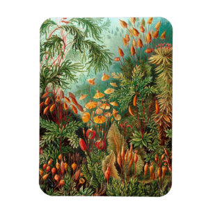 Moss (Muscinae) från Haeckel Magnet