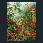 Moss (Muscinae) från Haeckel Poster<br><div class="desc">Kunstformen der Natur (1904), plate 72: Muscinae. Kunstformen der Natur (på engelska känd som Art Forms in Nature) är en bok av litografiska och halvtonsavtryck av den tyska biologen Ernst Haeckel.</div>