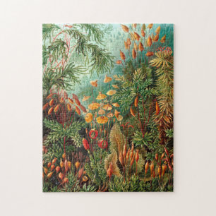 Moss (Muscinae) från Haeckel Pussel