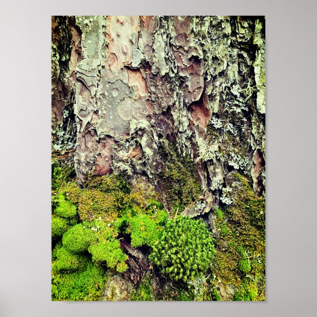 Moss- och Bark-naturfotografi Poster (Framsidan)