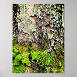 Moss- och barknaturfotograferingaffisch poster