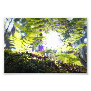 Moss och Fern Sunflare Fototryck