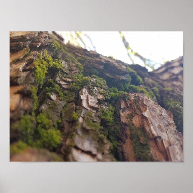 Moss on Bark Poster (Framsidan)