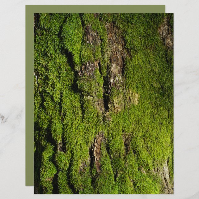 Moss on tree bark scrapbook paper (Fram/baksida)