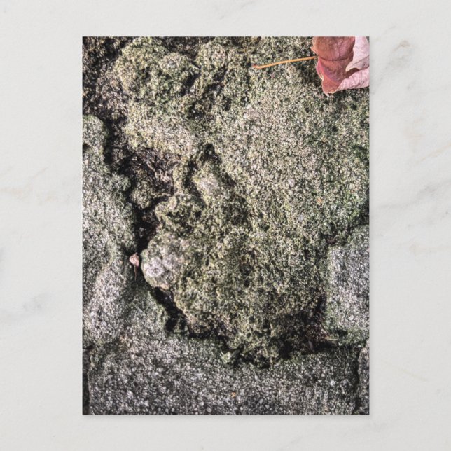 Moss på stenytan – Athens Georgia Vykort (Framsida)
