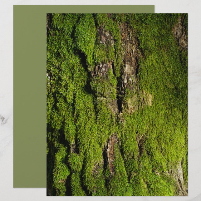 Moss på trädbark scrapbookpapper (Fram/baksida)