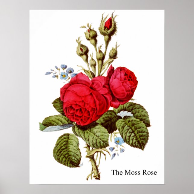 Moss Ro - Vintage Fine Art Poster (Framsidan)