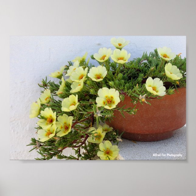 Moss-rose Portulaca, Sukkulent Blommande Växt Poster (Framsidan)