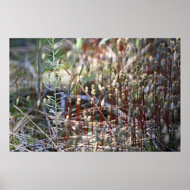 Moss Sporophyts Poster (Framsidan)