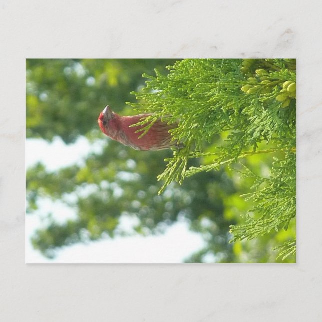 Moss to Krona vycard - Red Finch Vykort (Framsida)