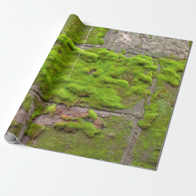 Moss wall grönt sten struktur presentpapper (Utrullad)