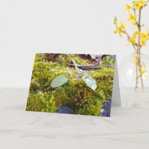 Mossar med små blommor, Vår uppvaknande Kort