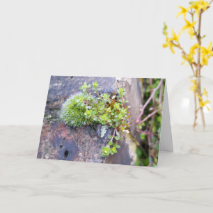 Mossar med små blommor, Vår uppvaknande Kort