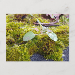 Mossar med små blommor, Vår uppvaknande Vykort