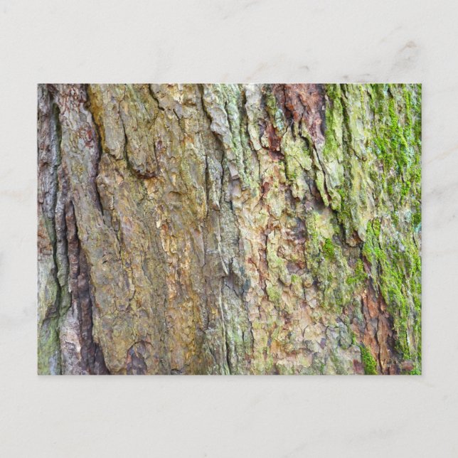 Mossbeväxt Bark Vykort (Framsida)