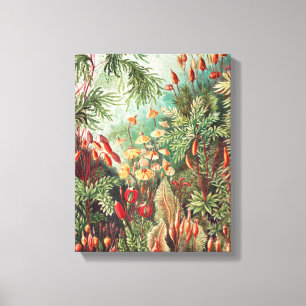 Mosses, Muscinae Laubmoose av Ernst Haeckel Canvastryck