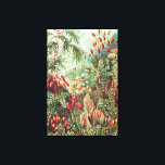 Mosses, Muscinae Laubmoose av Ernst Haeckel Canvastryck<br><div class="desc">Mosses,  Muscinae Laubmoose av Ernst Haeckel Kanvastryck</div>