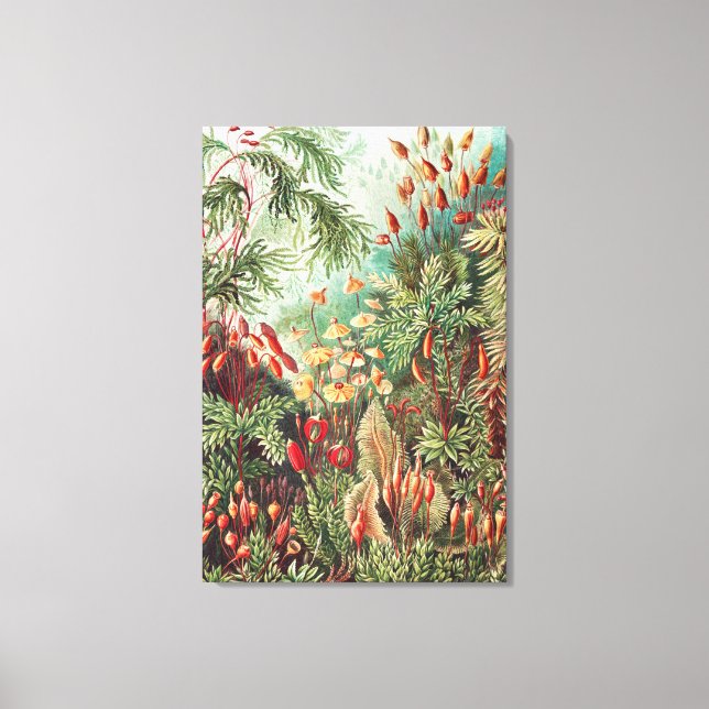 Mosses, Muscinae Laubmoose av Ernst Haeckel Canvastryck (Framsida)